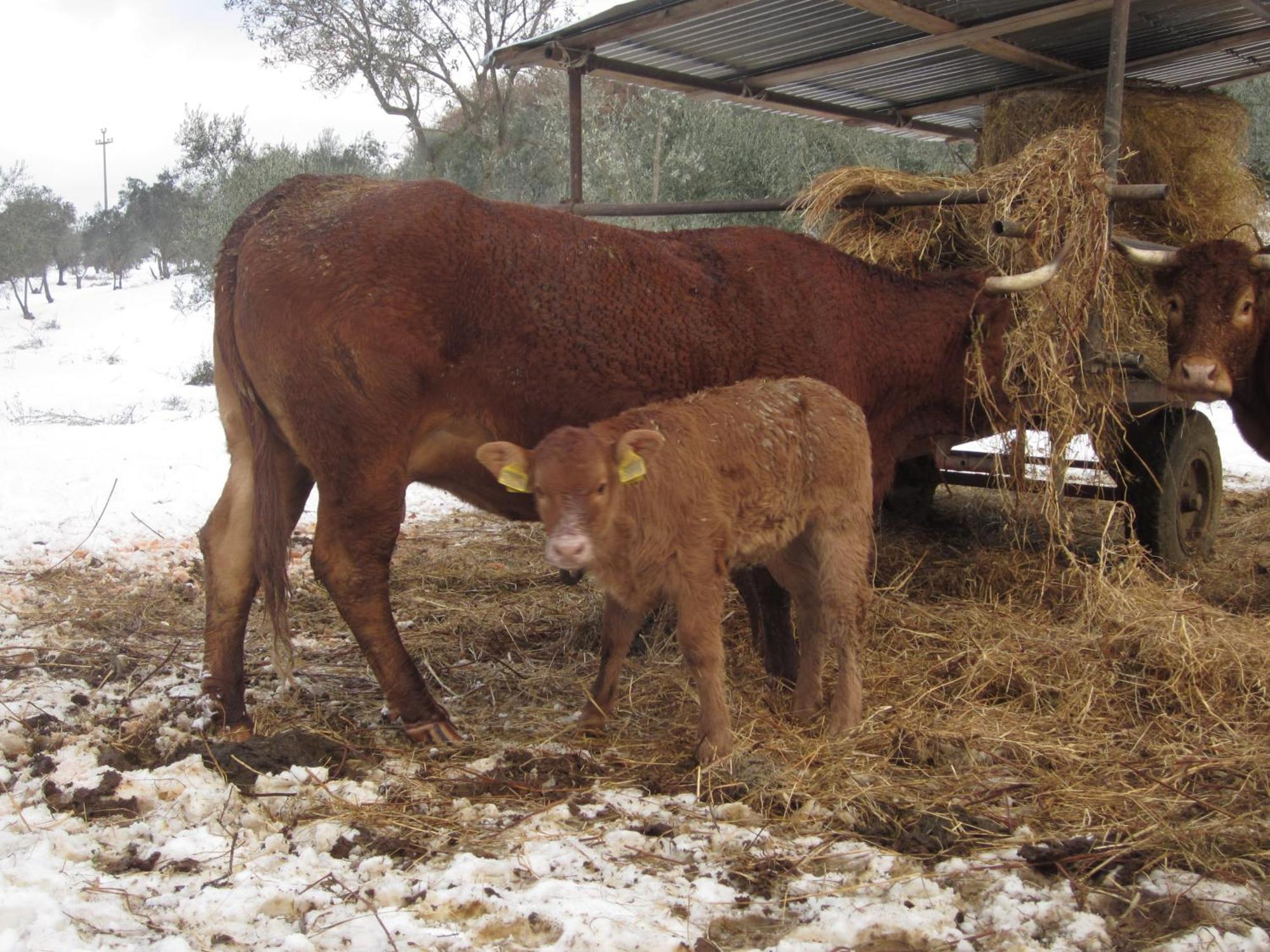 Fattoria Di Maiano Pensionat Fiesole Exteriör bild