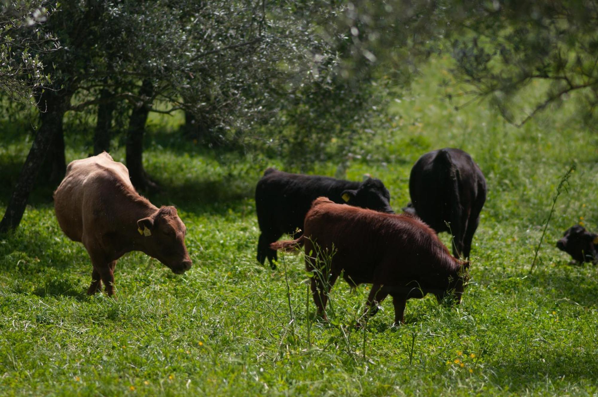 Fattoria Di Maiano Pensionat Fiesole Exteriör bild